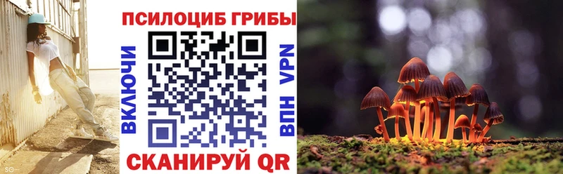 цена   Бирюч  Псилоцибиновые грибы Cubensis 